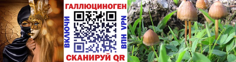 где можно купить   Дальнегорск  Псилоцибиновые грибы мухоморы 